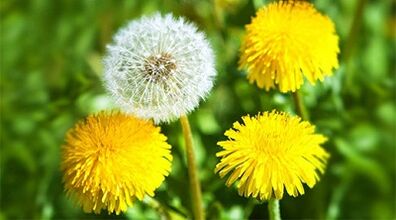 Methoden zur Entfernung von Papillomen mit Hausmitteln