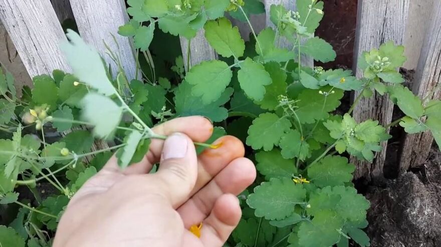 Schöllkraut-Kräutersaft zur Entfernung von Papillomen